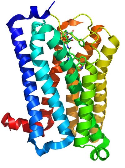 5-HT receptor