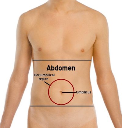 Abdomen