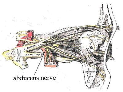 Abducens Nerve