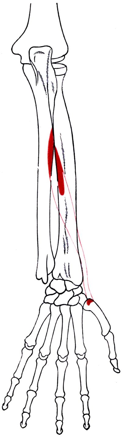 Abductor Pollicis Longus Muscle