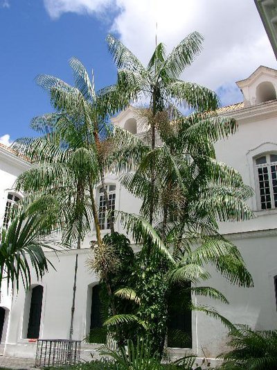 Açaí Palm