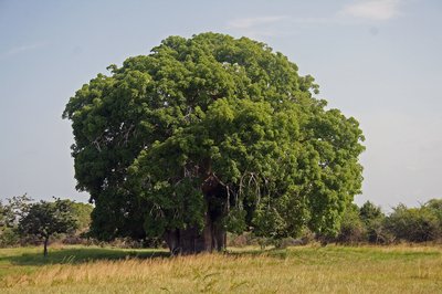 Adansonia