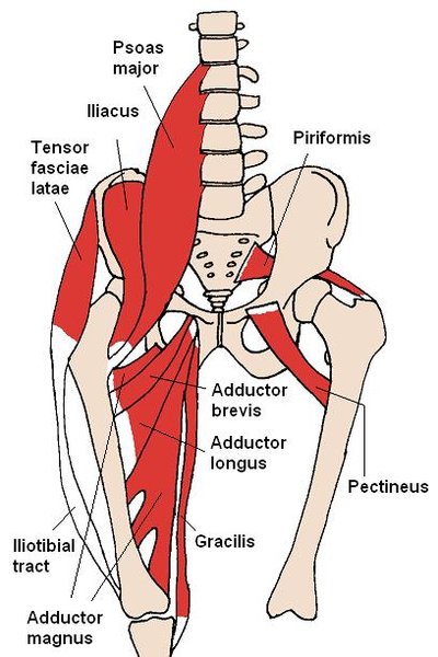 Adductor magnus muscle