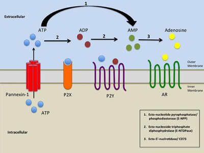 Adenosine receptor