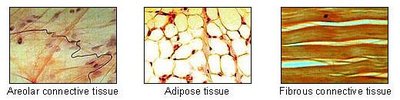 Adipose Tissue