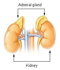 Adrenal Insufficiency