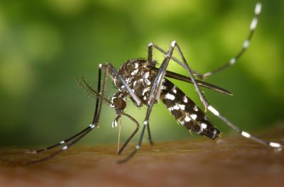 Aedes Albopictus