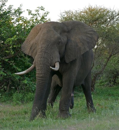 African elephant