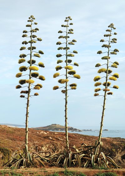 Agave americana