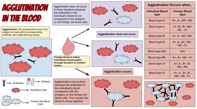 Agglutination (Biology)