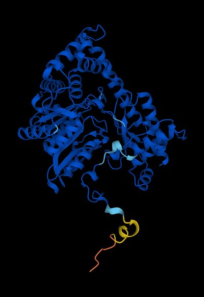 Alanine Transaminase