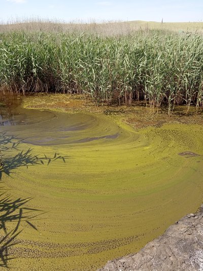 Algal Bloom