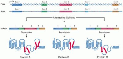 Alternative Splicing