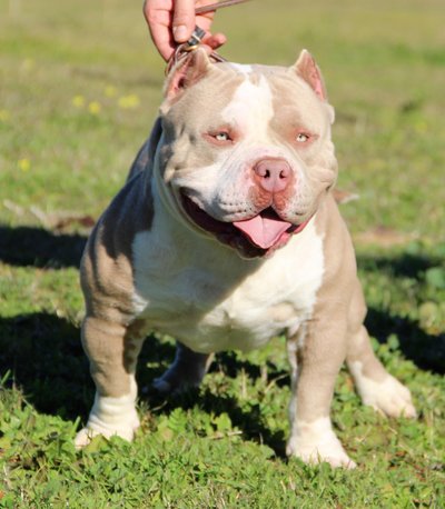 American Bully