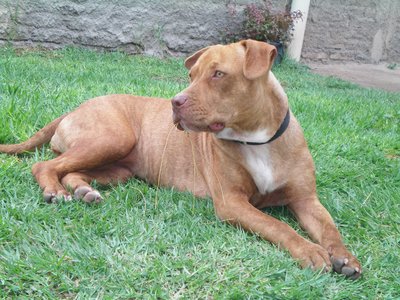 American Pit Bull Terrier