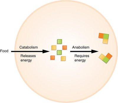 Anabolism