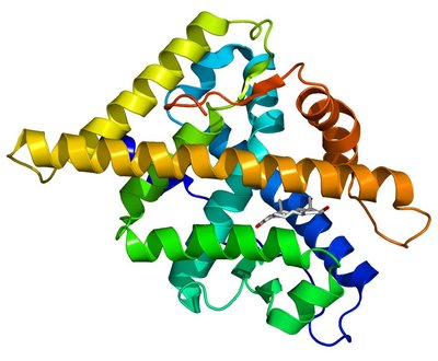 Androgen Receptor