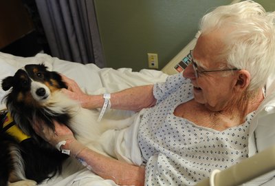Animal-assisted therapy
