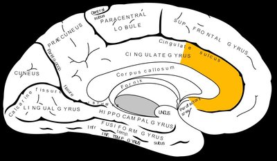 Anterior Cingulate Cortex