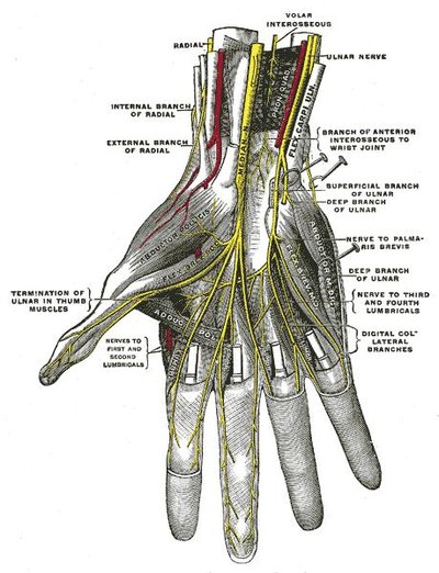 Anterior interosseous nerve