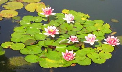 Aquatic Plant