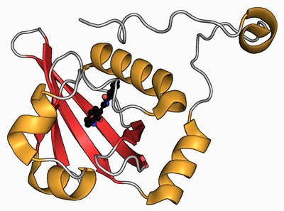 Aryl Hydrocarbon Receptor