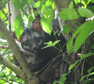 Asian Palm Civet