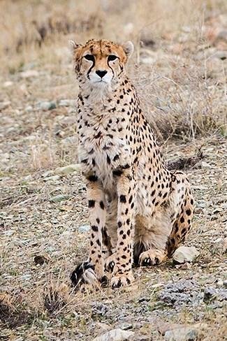 Asiatic cheetah