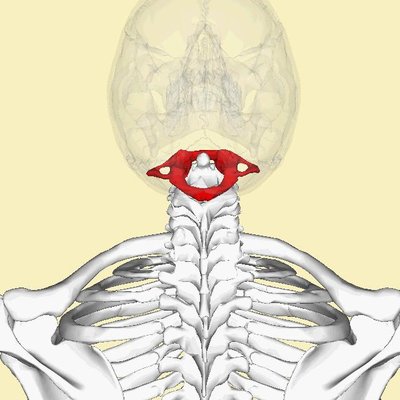 Atlas (Anatomy)