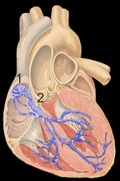 Atrioventricular Node