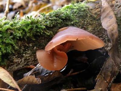 Auricularia Auricula-Judae