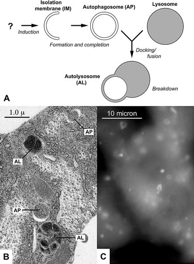 Autophagy