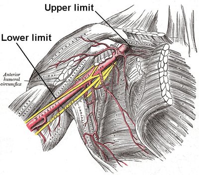 Axillary artery
