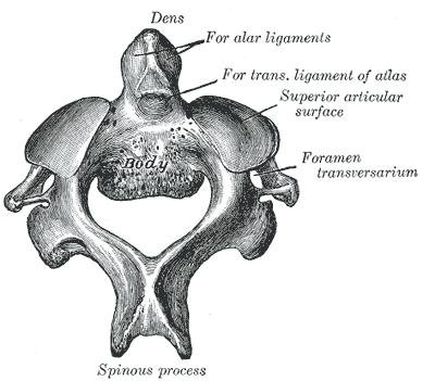 Axis (Anatomy)