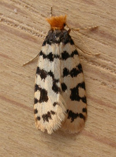 Bagworm moth