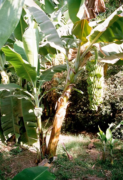 Banana Production In The Caribbean