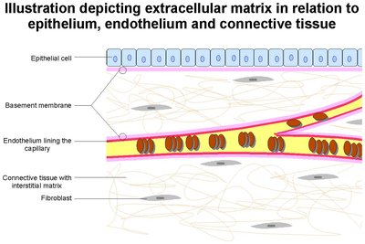 Basement Membrane