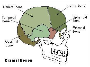 Basilar Skull Fracture