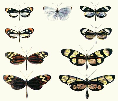 Batesian Mimicry