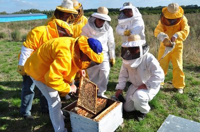 Beekeeping