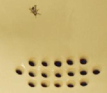 Behavioral Economics