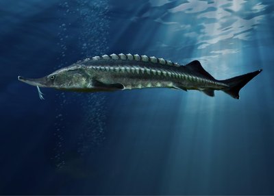 Beluga (Sturgeon)