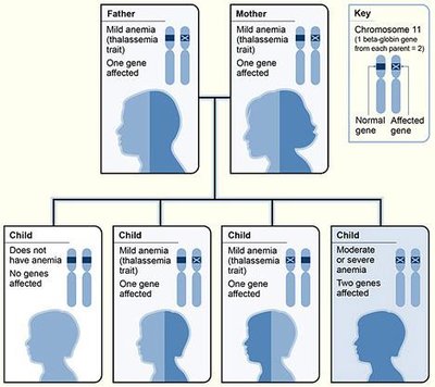 Beta Thalassemia