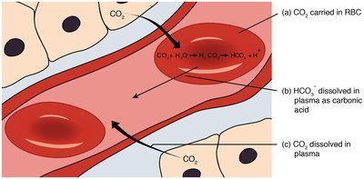 Bicarbonate buffer system
