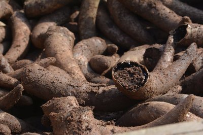 Biodynamic agriculture