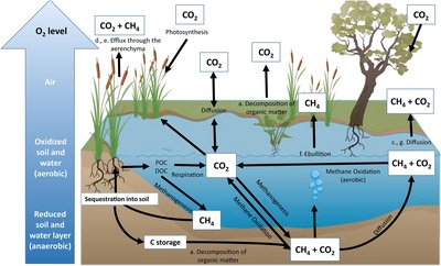 Biogeochemical Cycle