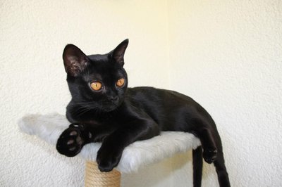 Bombay cat
