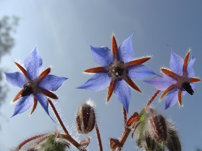 Borage