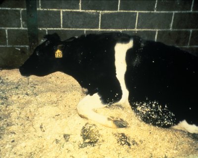 Bovine Spongiform Encephalopathy