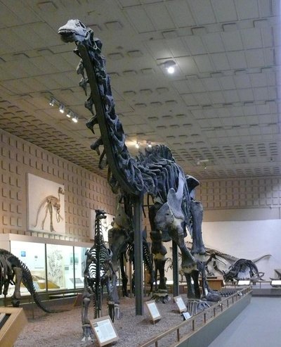 Brontosaurus